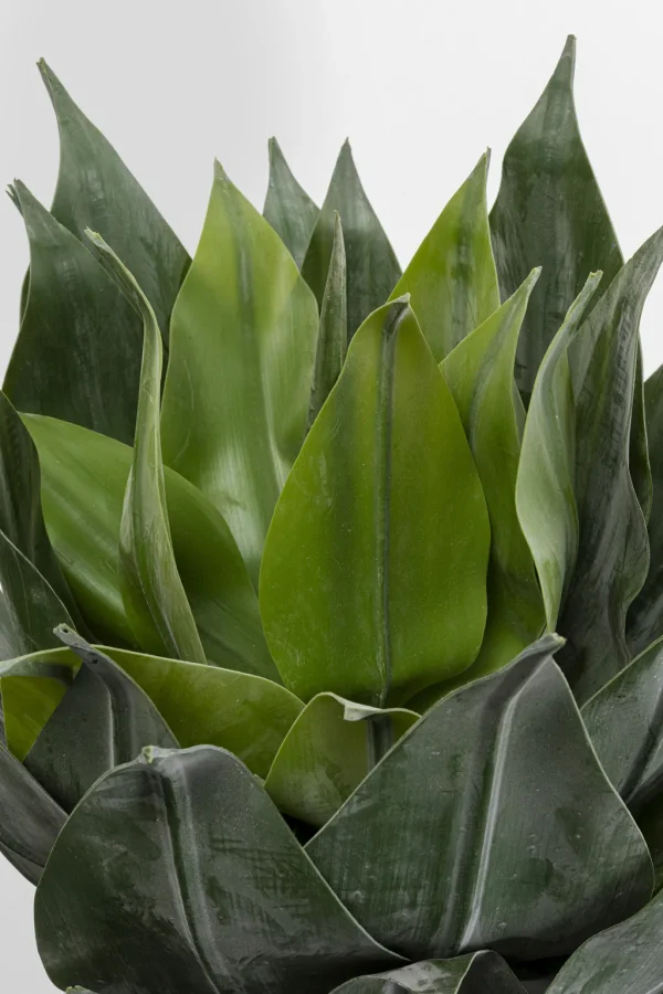Tekokasvit>KARE Design Agave Tekokasvi 120cm