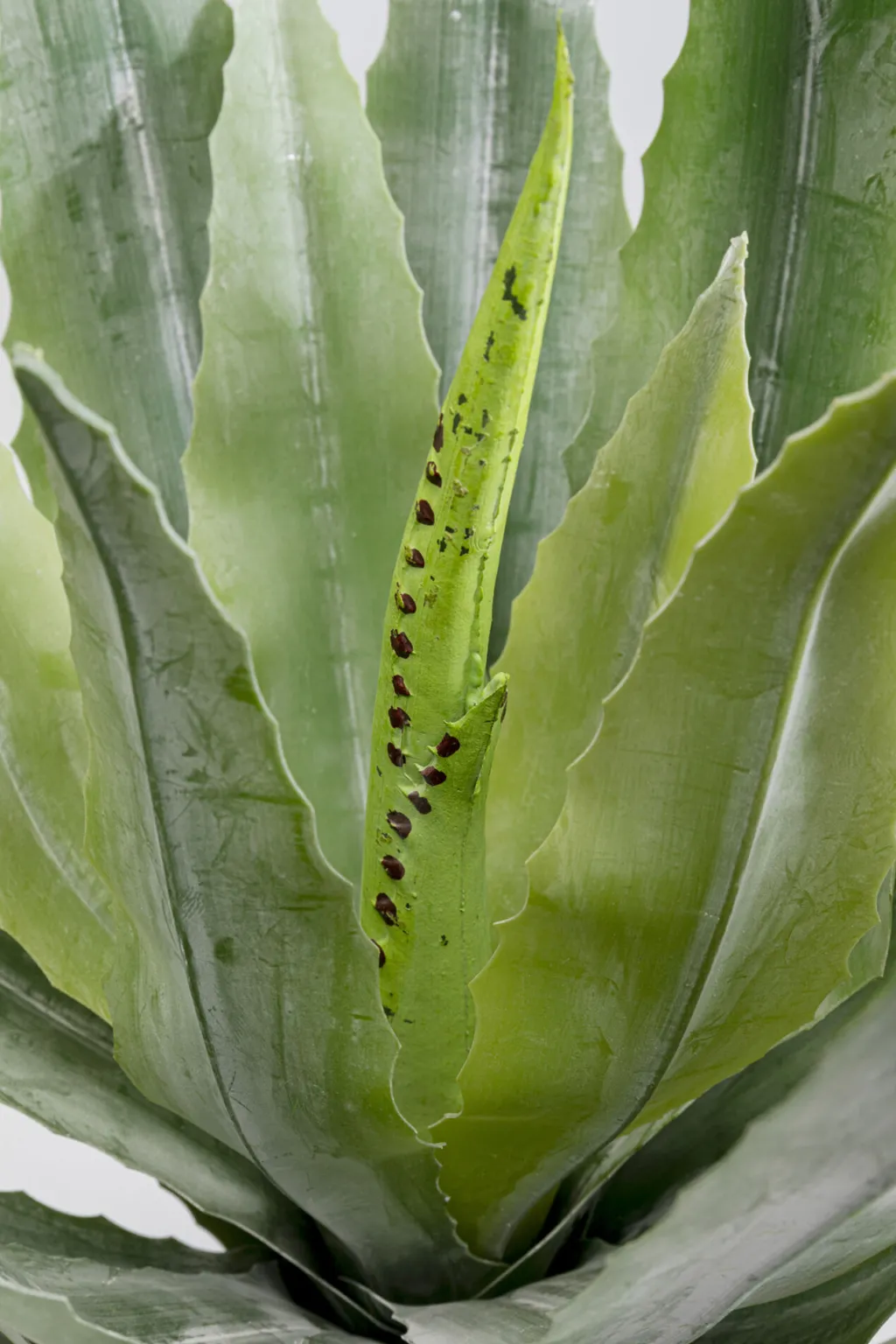 agave_tekokasvi_cm_1-3.webp Tekokasvit>KARE Design Agave Tekokasvi 40cm