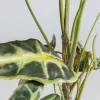 Tekokasvit>KARE Design Alocasia Tekokasvi 80cm