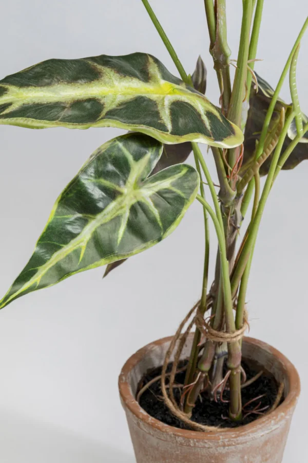 Tekokasvit>KARE Design Alocasia Tekokasvi 80cm