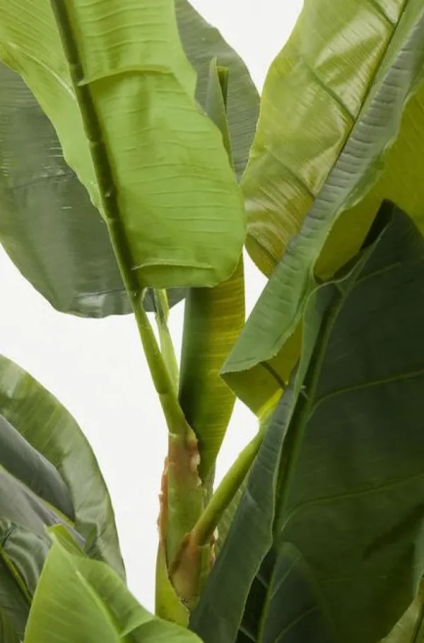 Tekokasvit>KARE Design Banana Tree Tekokasvi 180cm