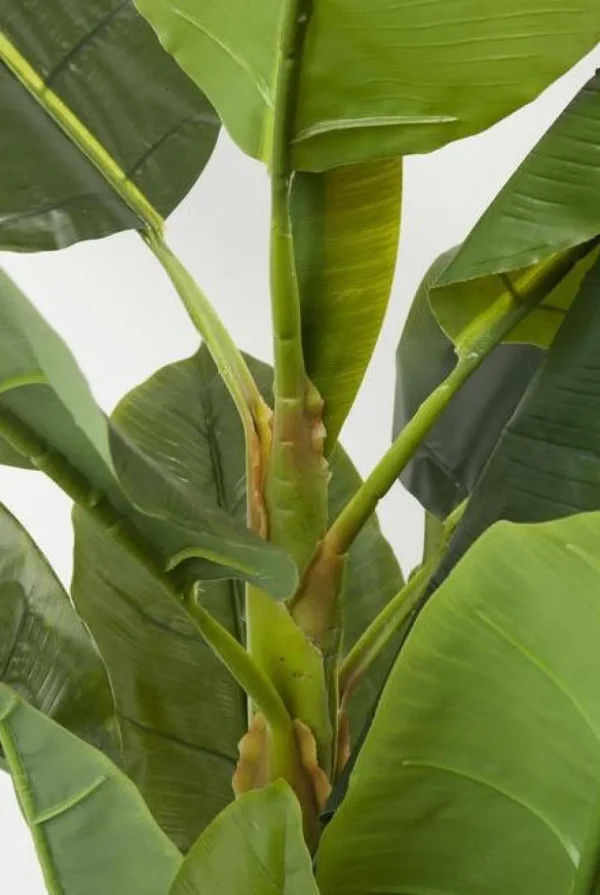 Tekokasvit>KARE Design Banana Tree Tekokasvi 180cm