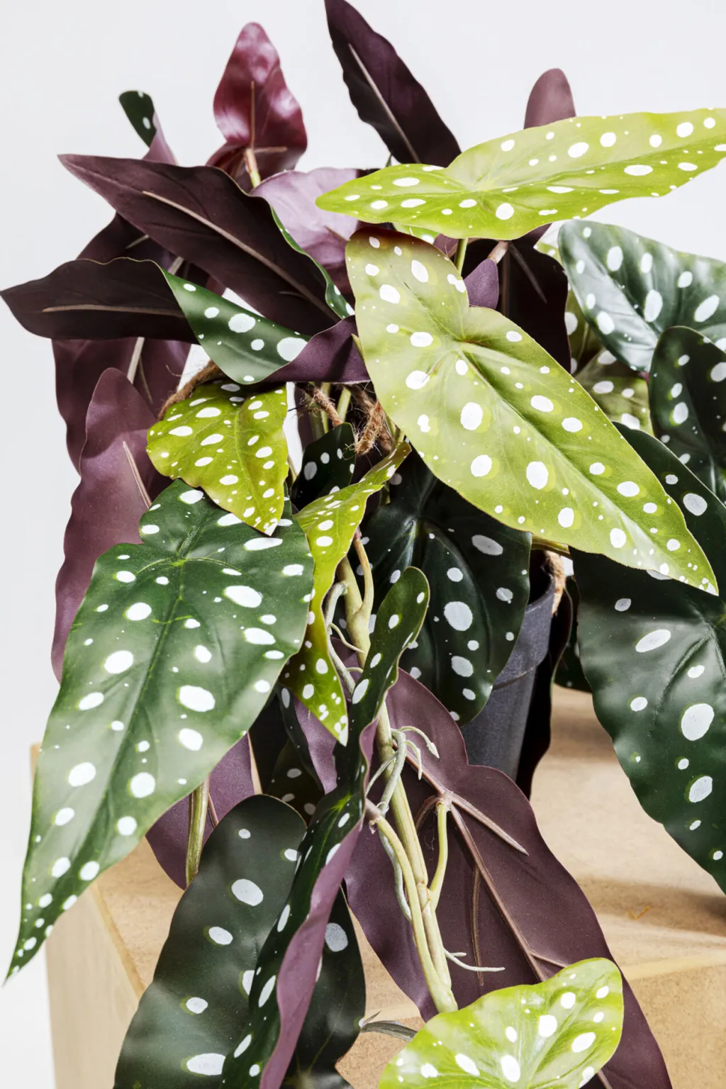 begonia_tekokasvi_cm_1.webp Tekokasvit>KARE Design Begonia Tekokasvi 45cm