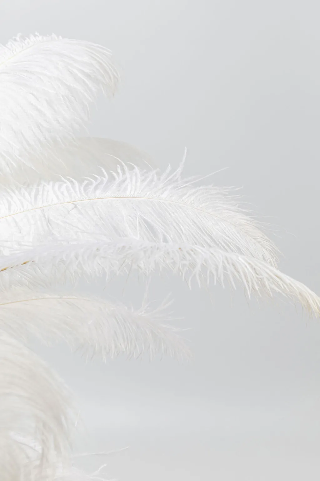 feather_palm_pytvalaisin_valkoinen_cm_2.webp Pöytävalaisimet>KARE Design Feather Palm Pöytävalaisin Valkoinen 60cm
