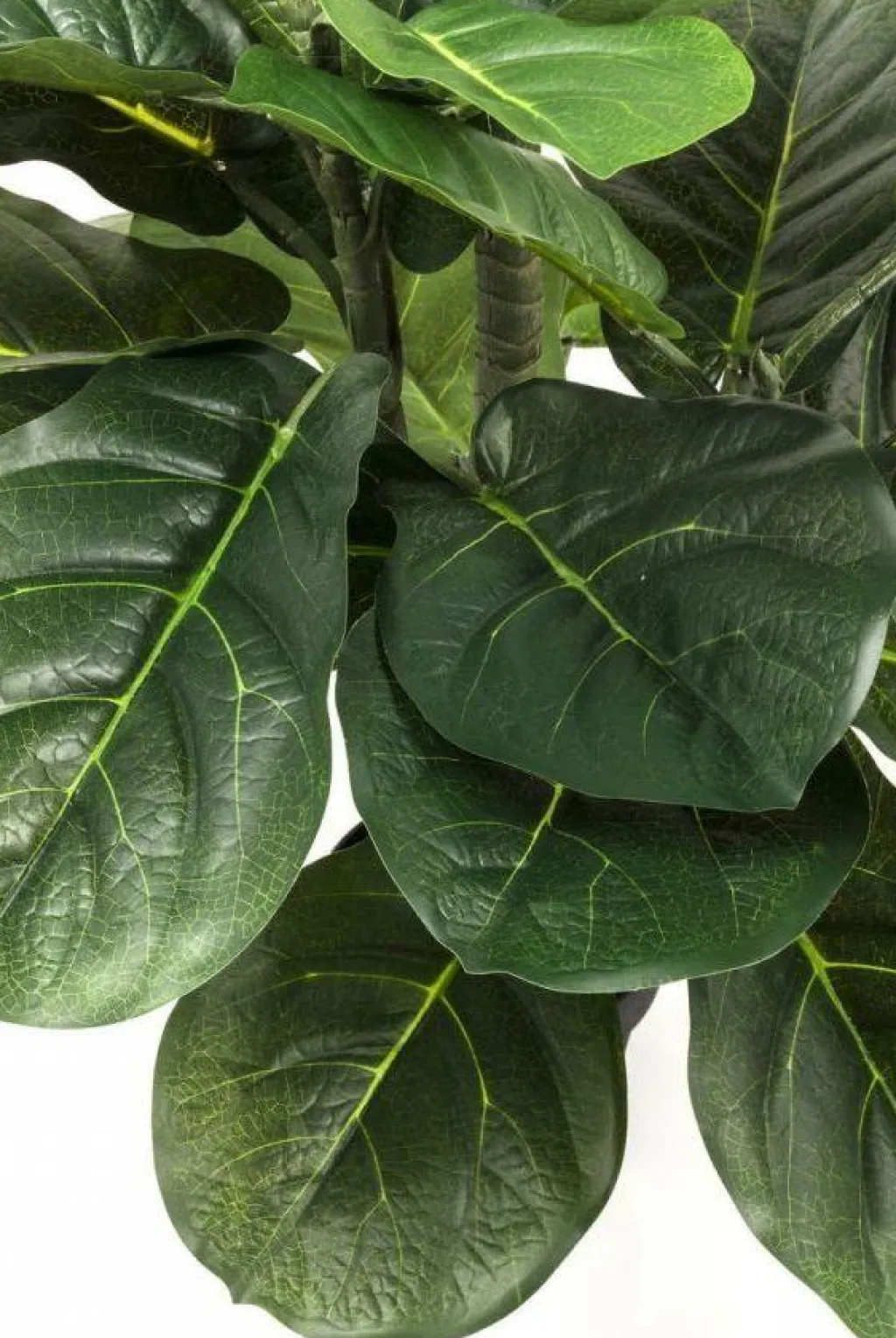 fiddle_leaf_tekokasvi_cm_3.webp Tekokasvit>KARE Design Fiddle Leaf Tekokasvi 120cm