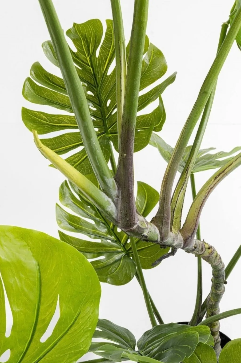 monstera_tekokasvi_cm_5.webp Tekokasvit>KARE Design Monstera Tekokasvi 110cm