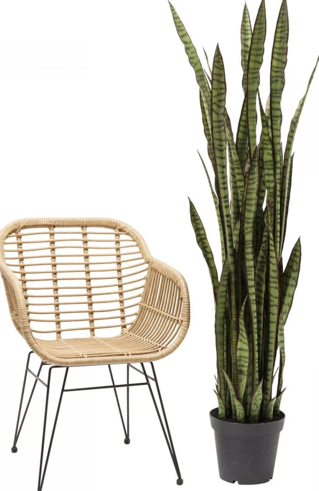 sansewieria_tekokasvi_cm_1.webp Tekokasvit>KARE Design Sansewieria Tekokasvi 155cm