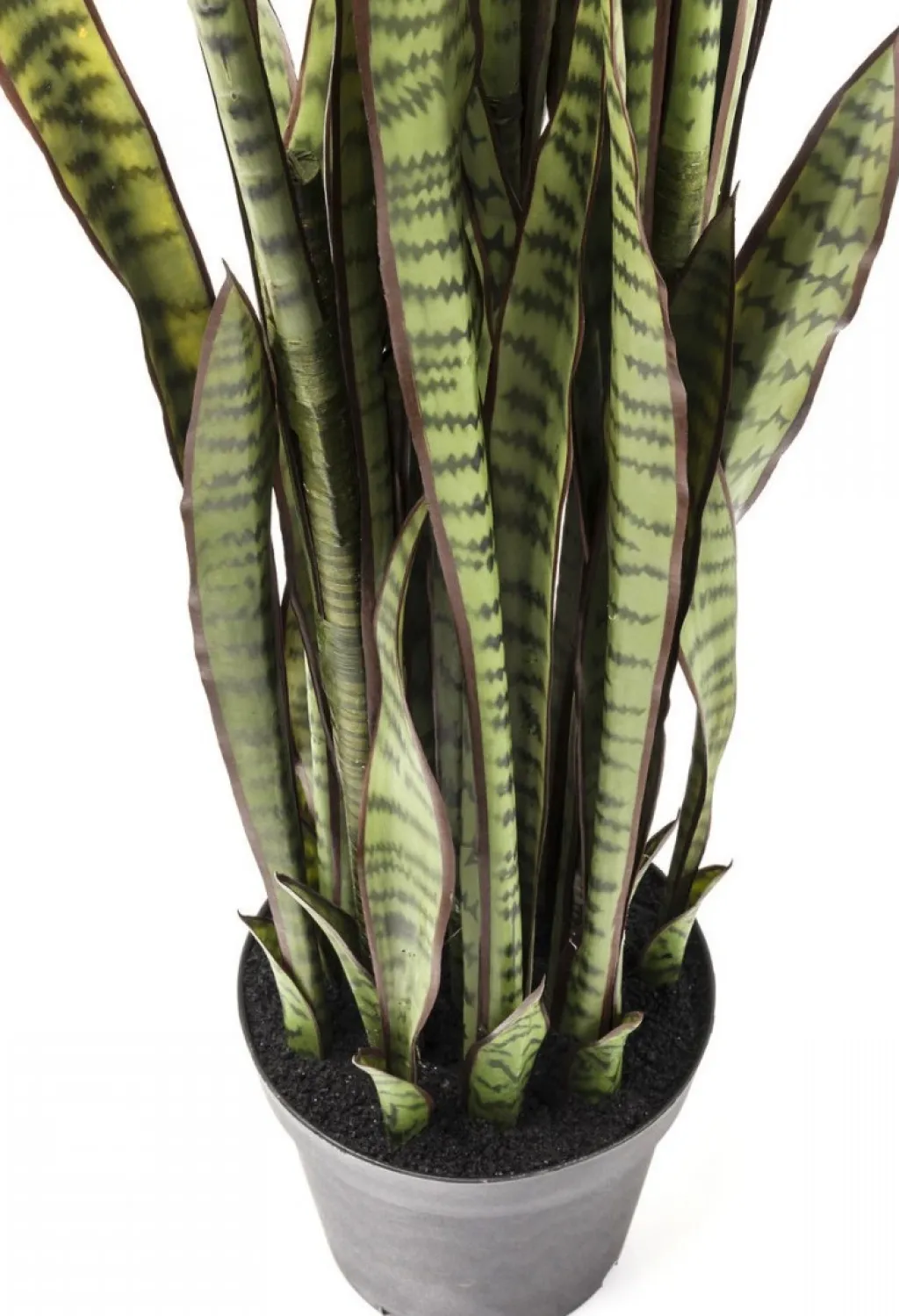 sansewieria_tekokasvi_cm_2.webp Tekokasvit>KARE Design Sansewieria Tekokasvi 155cm