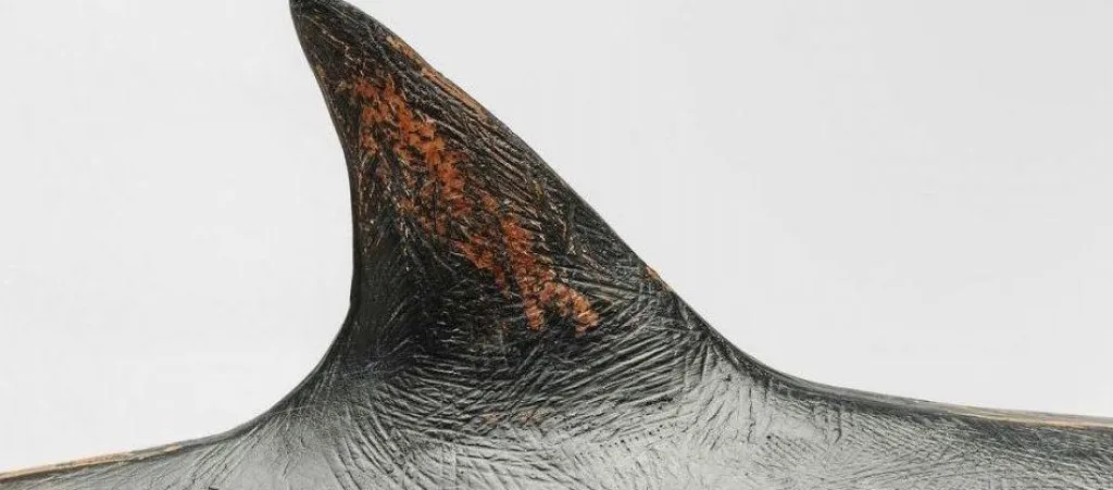 shark_base_hai_koristeesine_cm_4.webp Koriste-Esineet>KARE Design Shark Base Hai Koriste-esine, 59cm